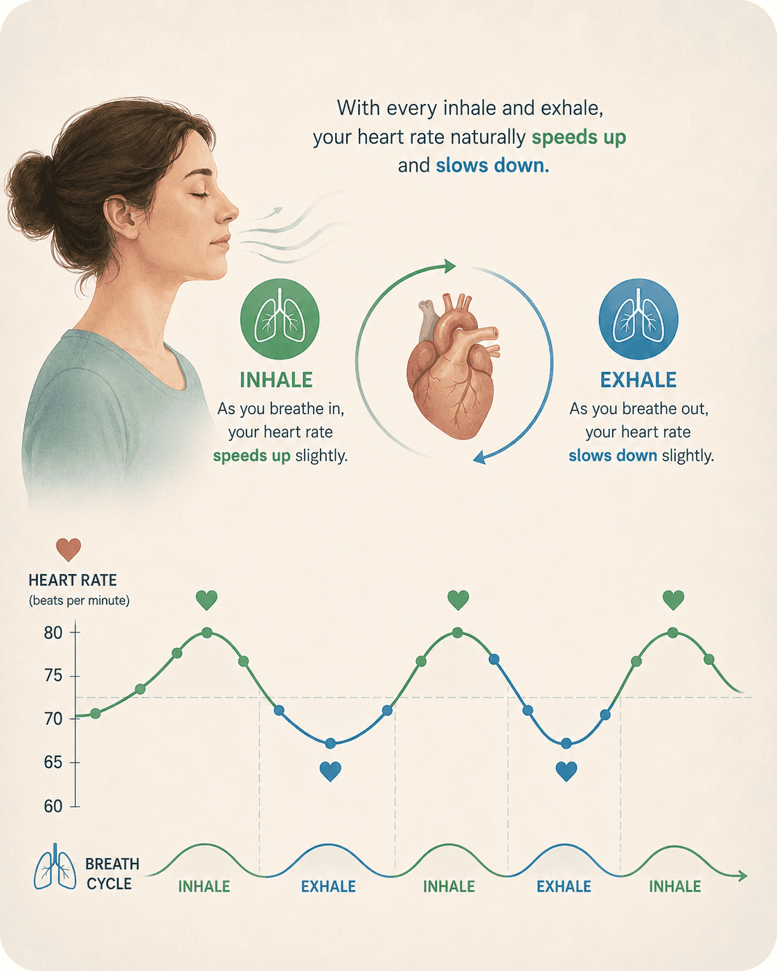 Diagram showing how heart rate tends to rise during inhalation and fall during exhalation